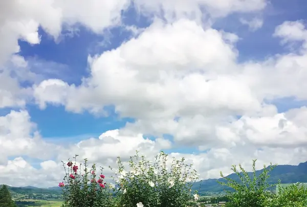 イロナキカゼの写真・動画_image_263773
