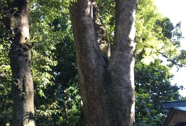 久能山東照宮の写真・動画_image_265178