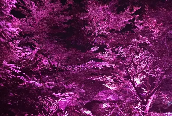 御船山楽園の写真・動画_image_265504