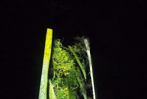 御船山楽園の写真・動画_image_265506