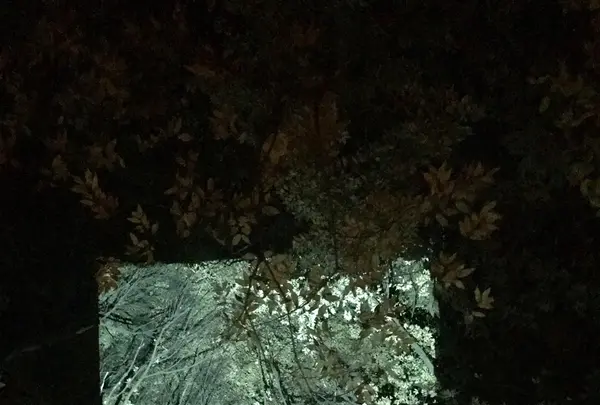 御船山楽園の写真・動画_image_265507