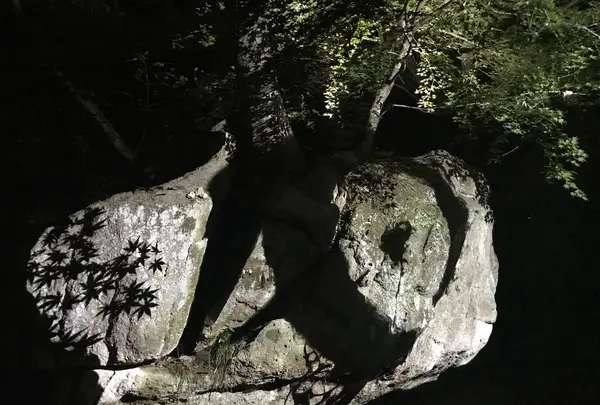 御船山楽園の写真・動画_image_265509