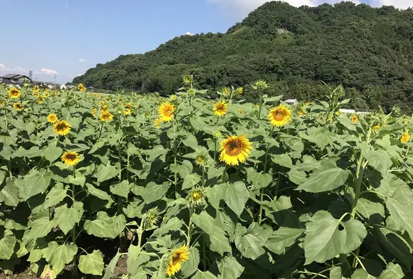 道の駅 原鶴 ファームステーションバサロの写真・動画_image_267053