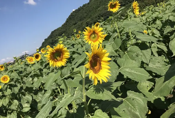 道の駅 原鶴 ファームステーションバサロの写真・動画_image_267054