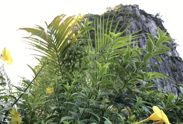 ハロン湾の写真・動画_image_267431