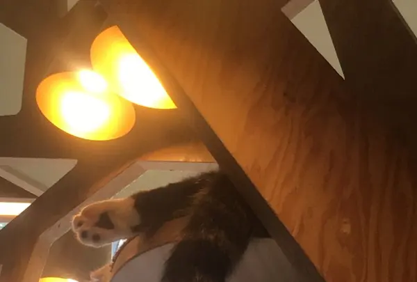 猫カフェ MoCHA（モカ）秋葉原店の写真・動画_image_267928