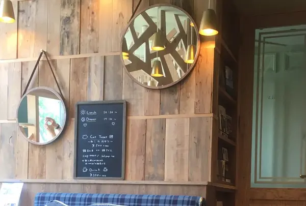 猫カフェ MoCHA（モカ）秋葉原店の写真・動画_image_267929