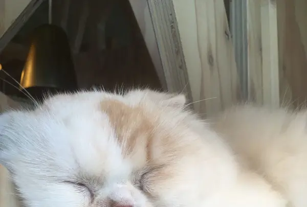 猫カフェ MoCHA（モカ）秋葉原店の写真・動画_image_267930