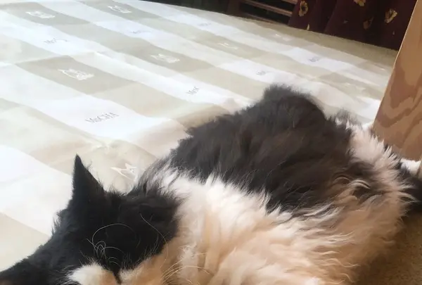 猫カフェ MoCHA（モカ）秋葉原店の写真・動画_image_267931