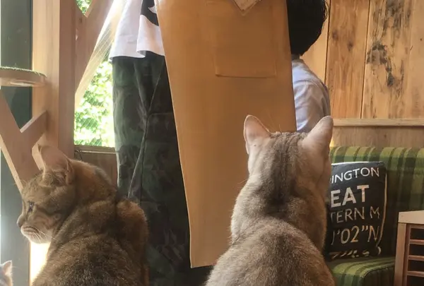 猫カフェ MoCHA（モカ）秋葉原店の写真・動画_image_267932