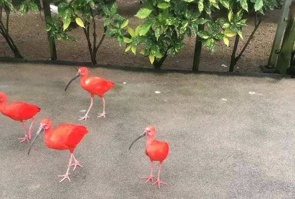 松江フォーゲルパークの写真・動画_image_267956