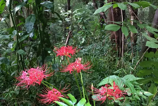 等々力渓谷の写真・動画_image_268679