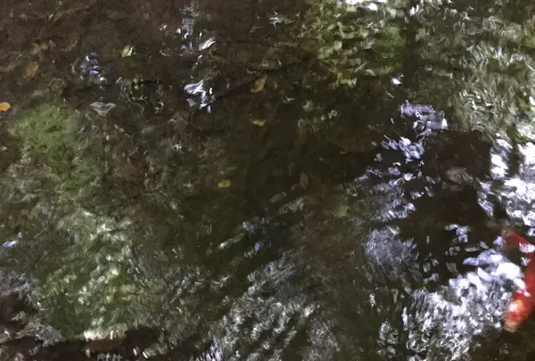 等々力渓谷の写真・動画_image_268680