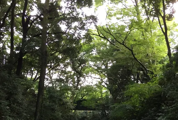 等々力渓谷の写真・動画_image_268681