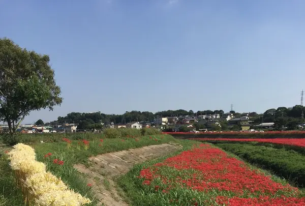 矢勝川の彼岸花の写真・動画_image_269116