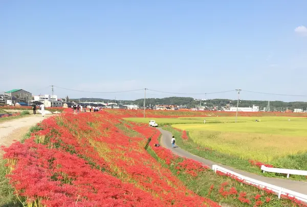 矢勝川の彼岸花の写真・動画_image_269117