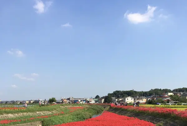 矢勝川の彼岸花の写真・動画_image_269119