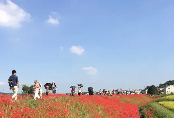 矢勝川の彼岸花の写真・動画_image_269120