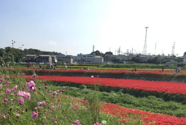 矢勝川の彼岸花の写真・動画_image_269121