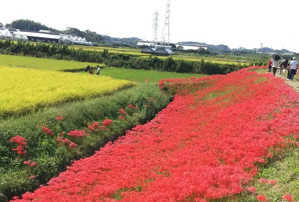 矢勝川の彼岸花の写真・動画_image_269123