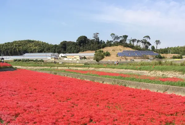 矢勝川の彼岸花の写真・動画_image_269124