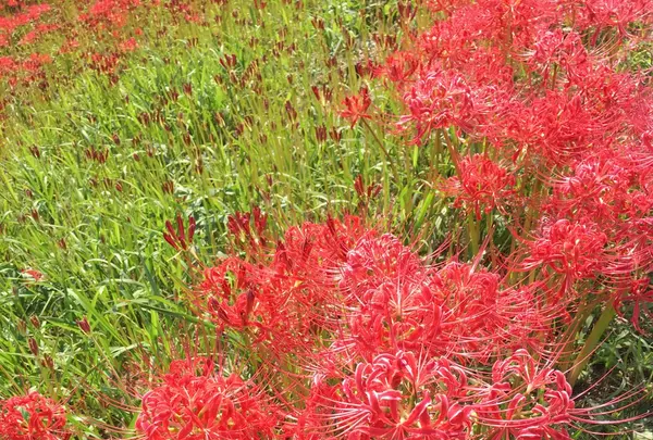 矢勝川の彼岸花の写真・動画_image_269125