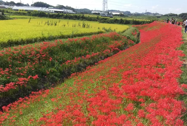 矢勝川の彼岸花の写真・動画_image_269127
