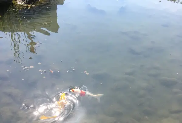 旧芝離宮恩賜庭園の写真・動画_image_270577