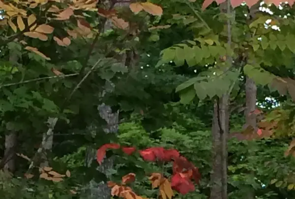 日本ロマンチック街道の写真・動画_image_271641