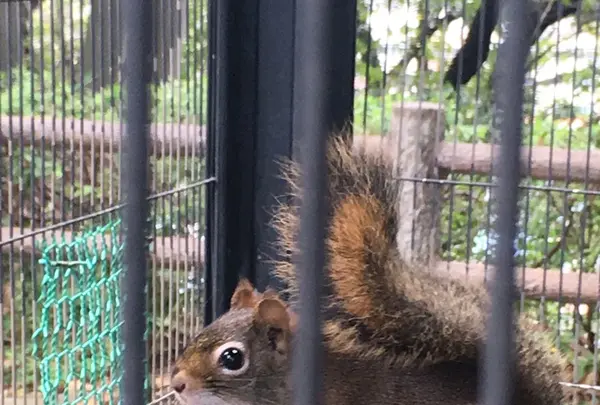 夢見ケ崎動物公園の写真・動画_image_272221