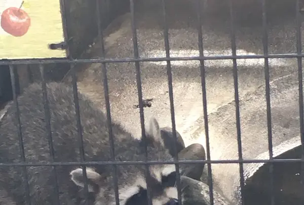 夢見ケ崎動物公園の写真・動画_image_272222