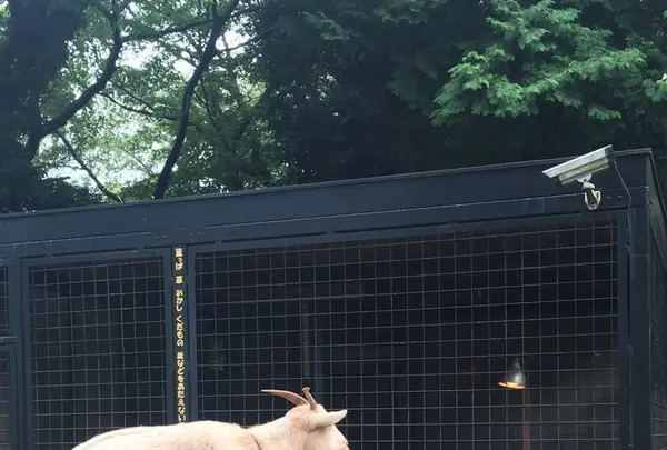 夢見ケ崎動物公園の写真・動画_image_272223