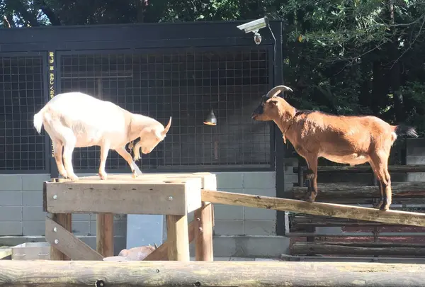 夢見ケ崎動物公園の写真・動画_image_272224