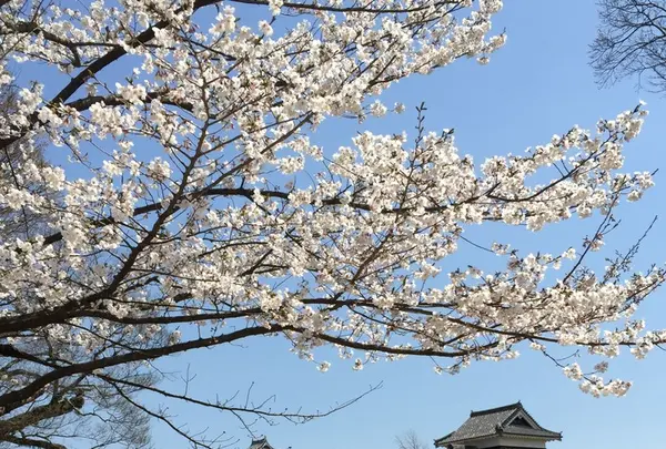 熊本城の写真・動画_image_272264