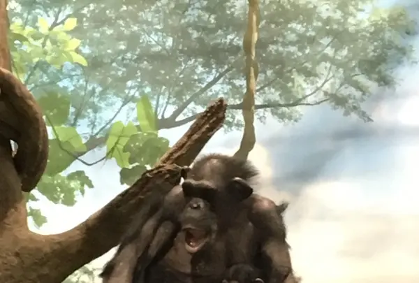 よこはま動物園ズーラシアの写真・動画_image_272657