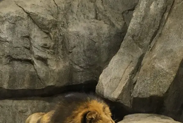 よこはま動物園ズーラシアの写真・動画_image_272658