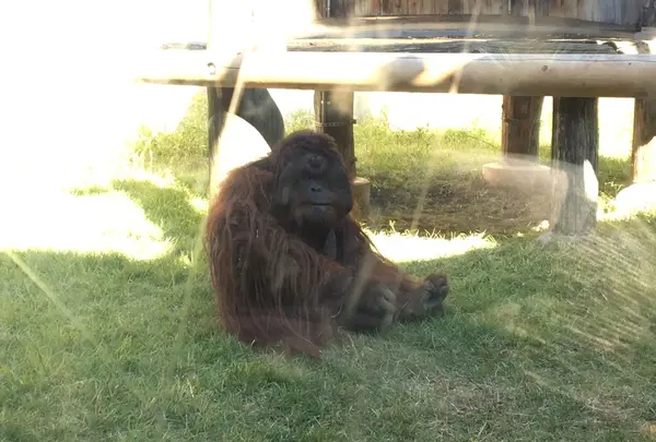 よこはま動物園ズーラシアの写真・動画_image_272659