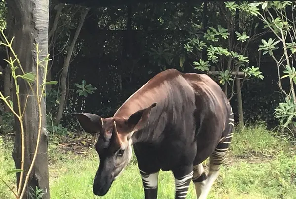 よこはま動物園ズーラシアの写真・動画_image_272660