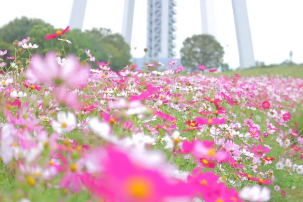 ツインアーチ１３８の写真・動画_image_273696
