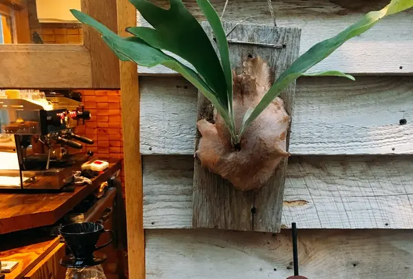 オニバスコーヒー 中目黒店 （ONIBUS COFFEE NAKAMEGURO）の写真・動画_image_274821