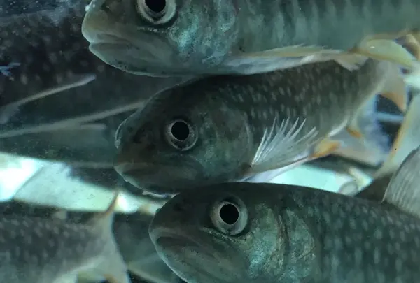 いわなの里峡の写真・動画_image_276077