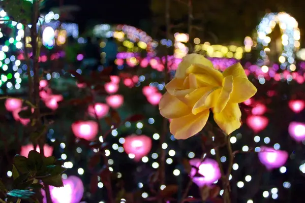 あしかがフラワーパークの写真・動画_image_277813