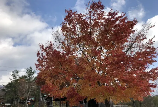 休暇村蒜山高原の写真・動画_image_278447