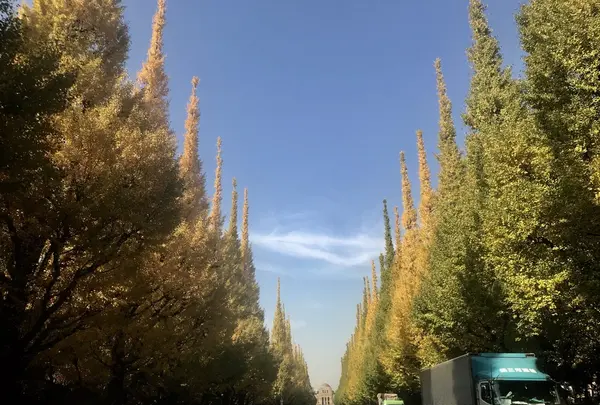 明治神宮外苑いちょう並木の写真・動画_image_278489