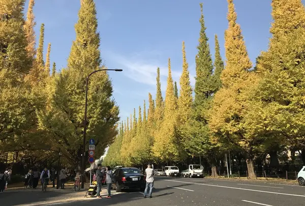 明治神宮外苑いちょう並木の写真・動画_image_278490