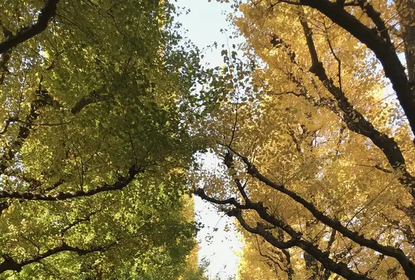 明治神宮外苑いちょう並木の写真・動画_image_278491