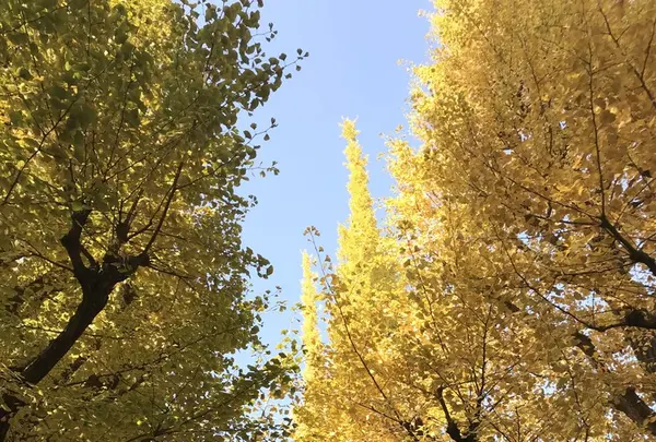 明治神宮外苑いちょう並木の写真・動画_image_278492