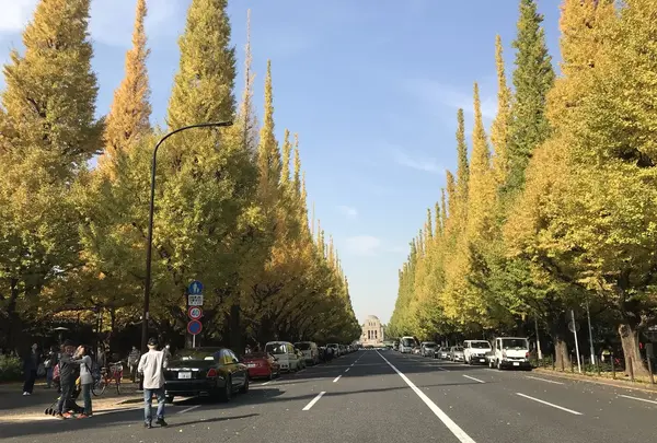 明治神宮外苑いちょう並木の写真・動画_image_278499