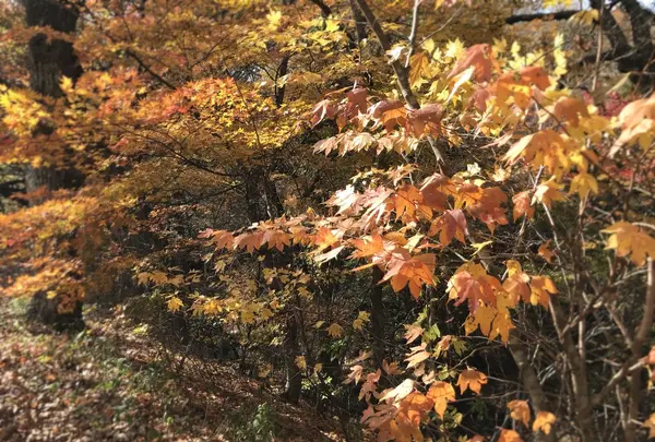 マゼノ渓谷の写真・動画_image_279488