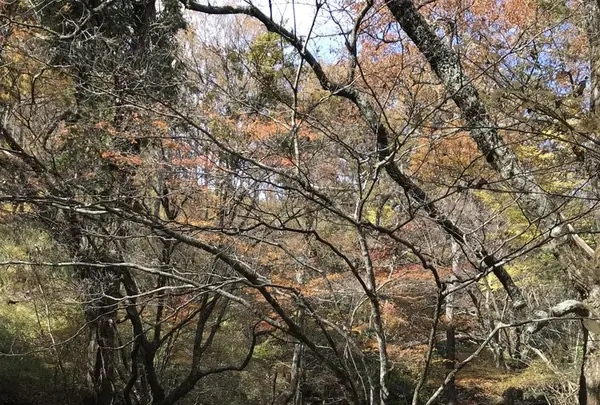 マゼノ渓谷の写真・動画_image_279489